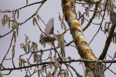 Ficedula hypoleuca