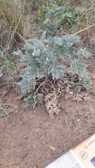 Artemisia arborescens