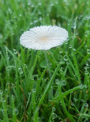 Parasola plicatilis image