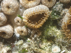 Palythoa grandiflora