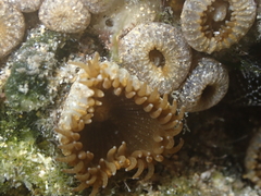 Palythoa grandiflora