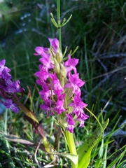 Dactylorhiza incarnata cruenta