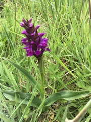 Dactylorhiza purpurella