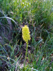 Tofieldia calyculata