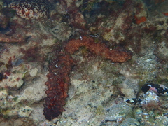 Holothuria mammata