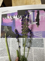 Salvia dumetorum