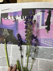 Salvia dumetorum