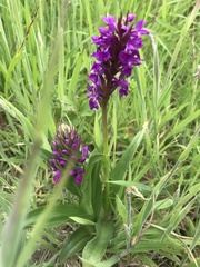 Dactylorhiza purpurella