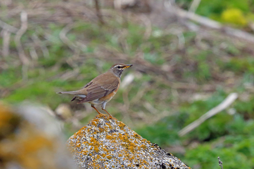 Turdus obscurus