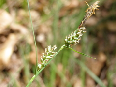 Carex tomentosa