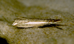 Raphiptera argillaceellus