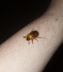 Cyclocephala borealis