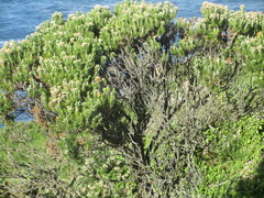 Ozothamnus turbinatus