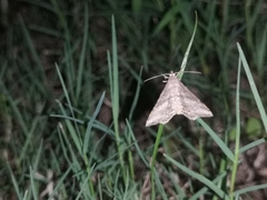 Lysimelia neleusalis