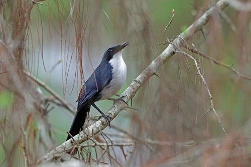 Melanotis hypoleucus