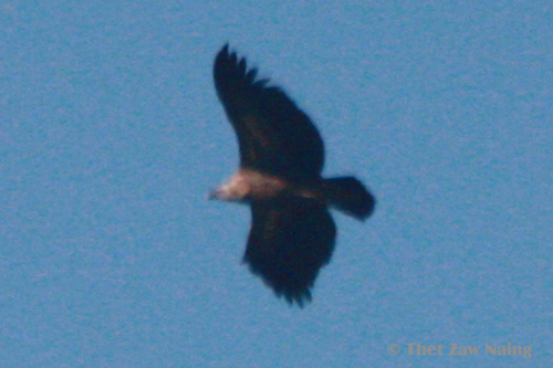 Himalayan Griffon
