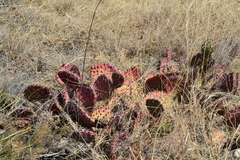 Opuntia macrocentra