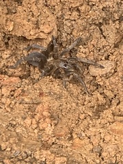 Spinosatibiapalpus trinitatis