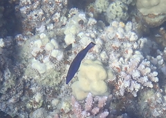 Larabicus quadrilineatus