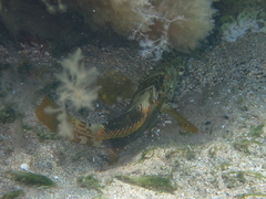 Serranus papilionaceus