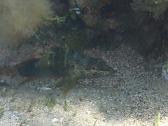 Serranus papilionaceus