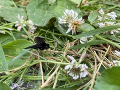 Chrysopilus velutinus