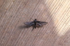 Desmia filicornis