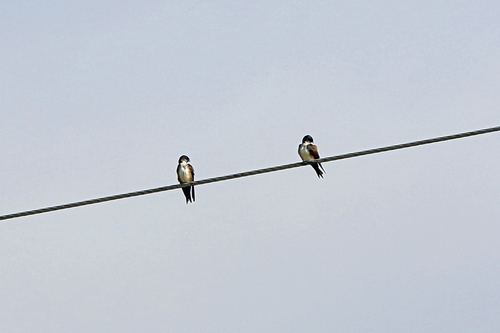 Atticora pileata