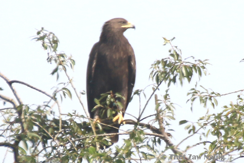 Greater Spotted Eagle