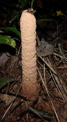 Guyalna chlorogena