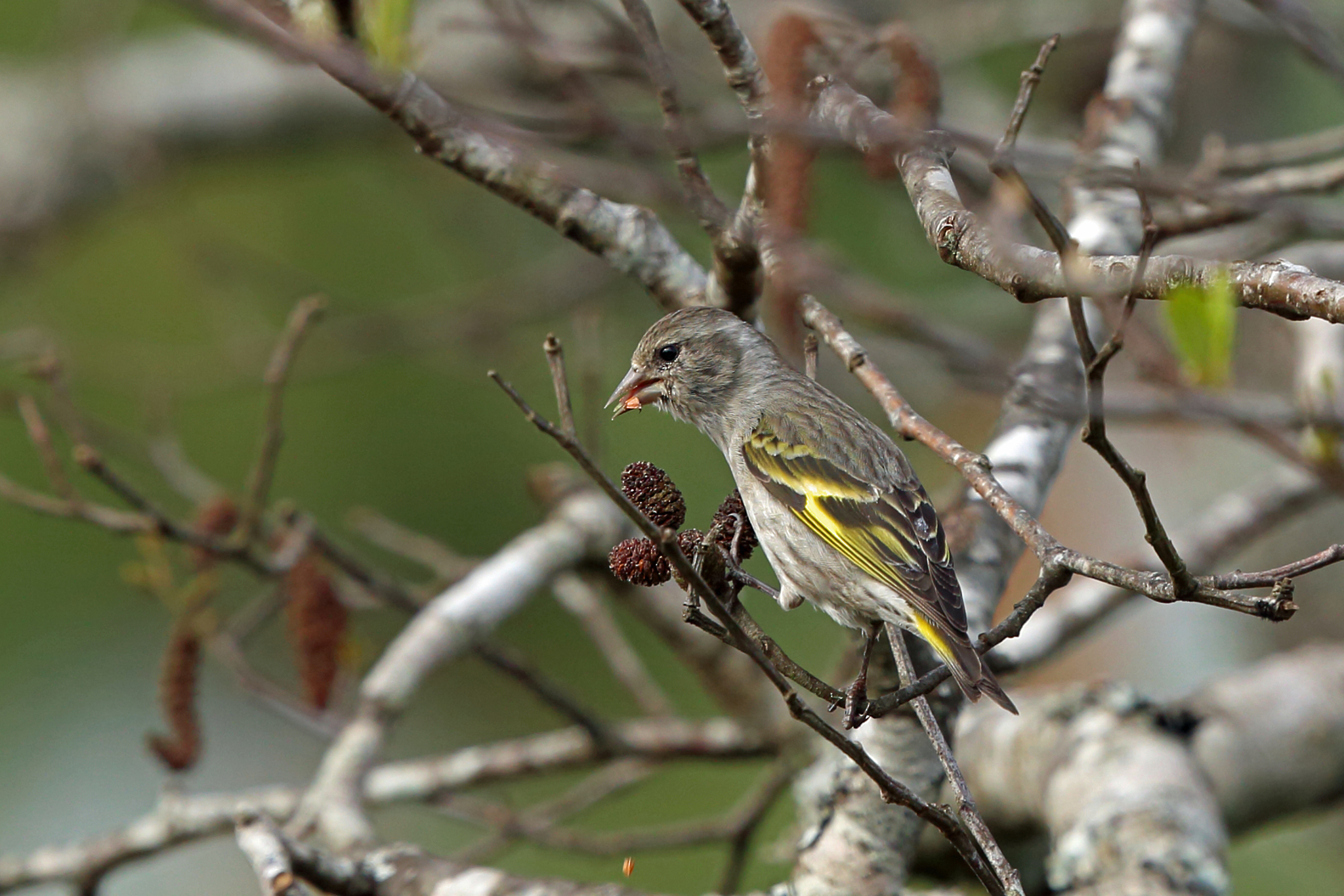 Pine Siskin illustration