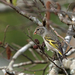 Chiapas Pine Siskin - Photo (c) Nigel Voaden, some rights reserved (CC BY)