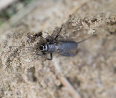 Modicogryllus frontalis