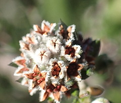 Phylica purpurea