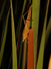 Euconocephalus nasutus