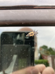 Harmonia axyridis