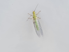 Hypochrysa elegans