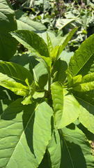 Phytolacca americana