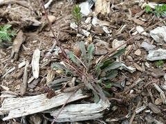 Leontodon longirostris