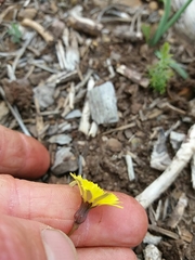 Leontodon longirostris