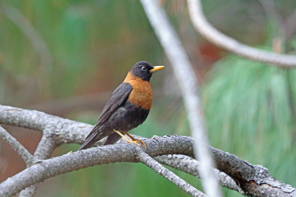 Rufous-collared Thrush