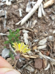 Leontodon longirostris