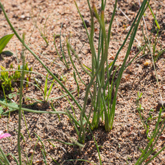 Trachyandra chlamydophylla