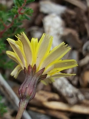 Leontodon longirostris