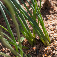 Trachyandra chlamydophylla