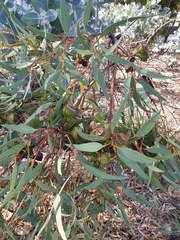Eucalyptus erythrocorys