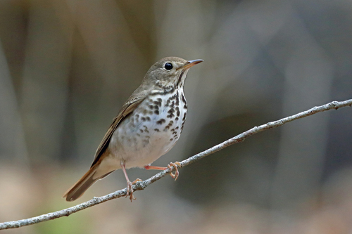 Hermit Thrush, photo 9 of 10