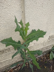 Lactuca serriola