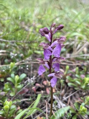 Orchis spitzelii