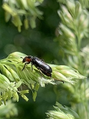 Placopterus